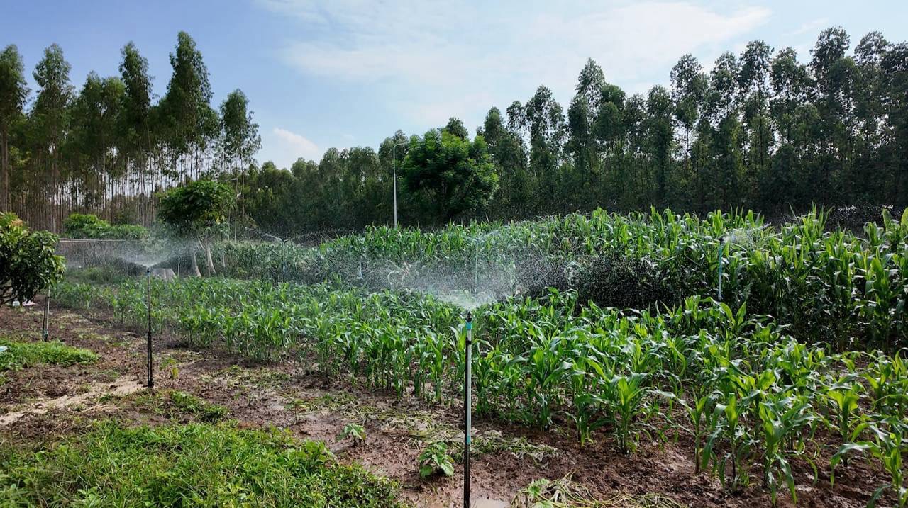 Sprinklers irrigating a corn field